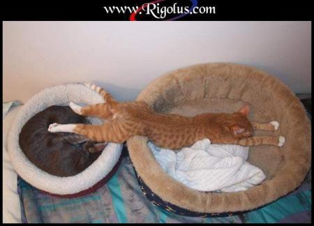 Cool le chat!   lol